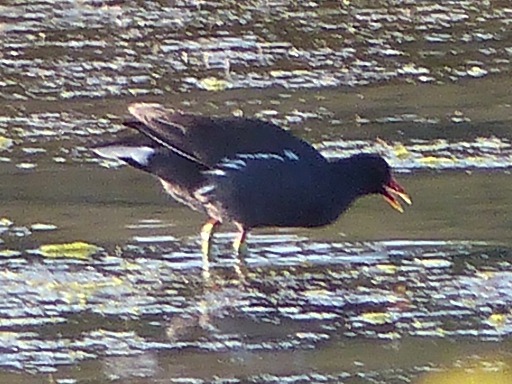 Gallinule poule-d'eau